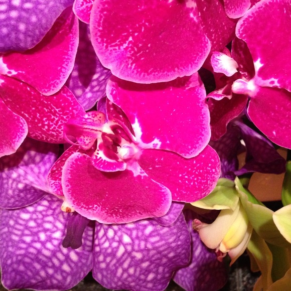 Meet your Posher, Silvia - Picture 1 of 1